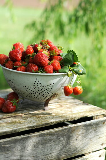 Erdbeeren